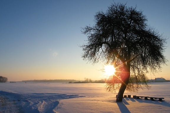 Solen, træ, vinteren, sne, træ, vinter