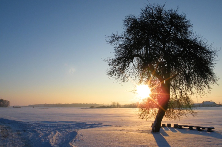 Slunce, strom, zima, sníh, strom, zimní