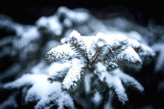 conifer boom, spar, sneeuw en vorst, bevroren, ijs