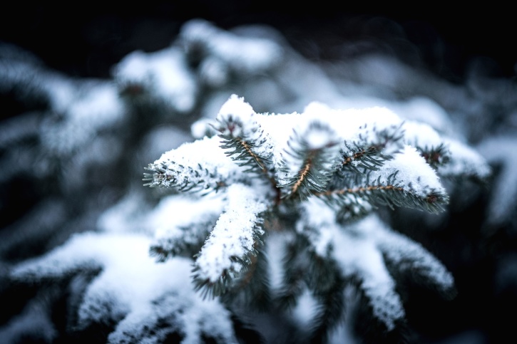 nåletræ, sne, fir, frost, frossen, ice