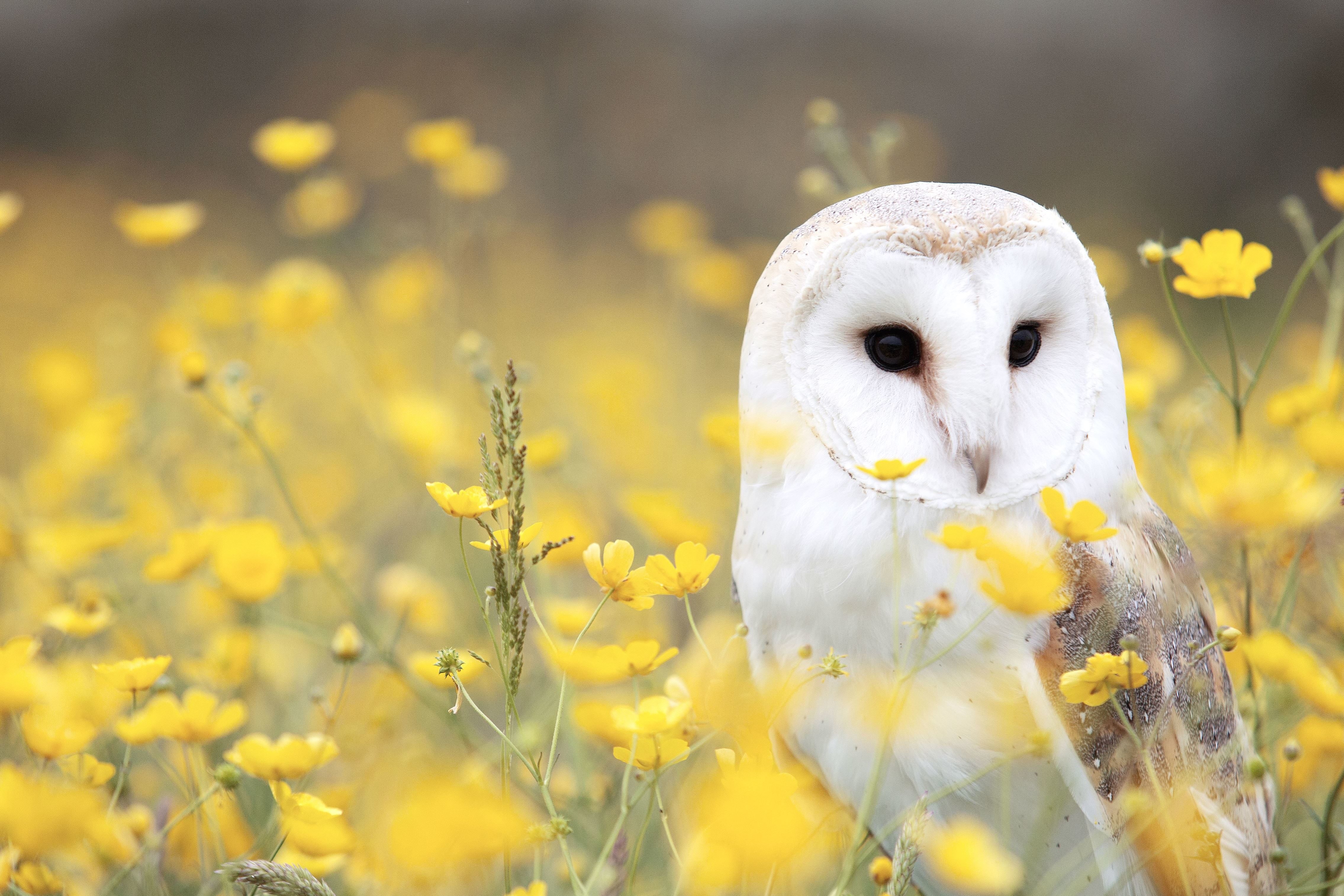 Free picture: flowers, grass, vertebrate, owl, animal, bird, field