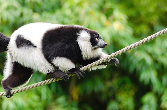 animal, wild, wildlife, rope, lemur, monkey
