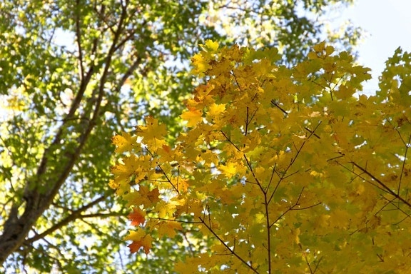 Żółte liście, drzewa, Las, natura, jesień