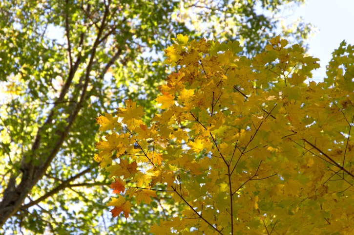 黄色の葉、木、森林、自然、秋