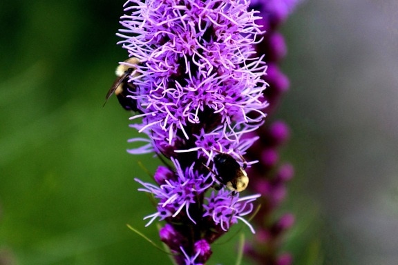 insekter, bumblebee, hvirvelløse, blomster, natur, blomster