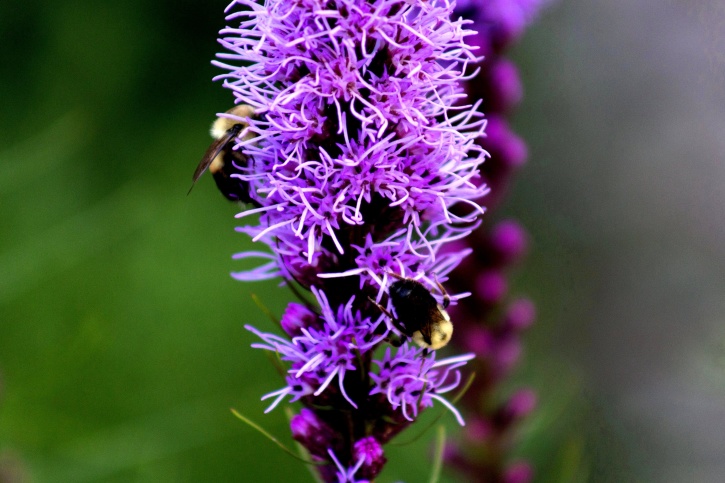 насекоми, пчела, безгръбначни, цветя, природа, цветя