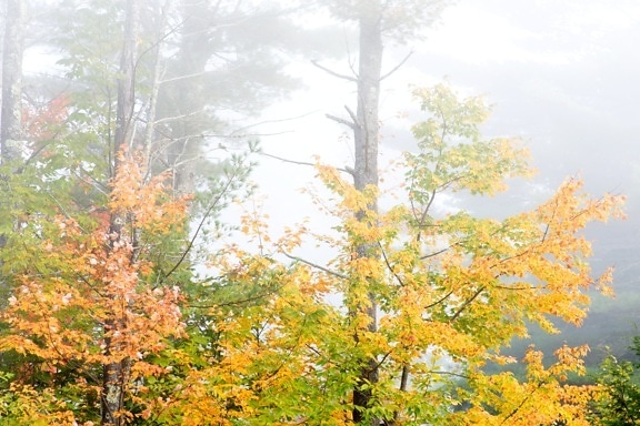 mlha, Les, stromy, mlha, příroda, podzim