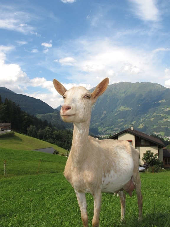 goat, grass, lawn, livestock, mountain, pasture, rural, sky, trees