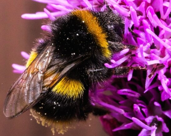 flor, volar, abeja, insectos, néctar, polen, polinización