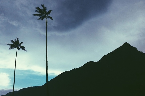 kokos, palmbomen, schemering, wolken, berg, karakter, silhouet