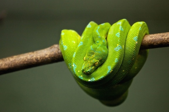 Python, Reptil, Schlange, Tiere, Tier