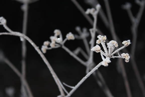 winter, flowers, frost, plant, snow, winter, branch