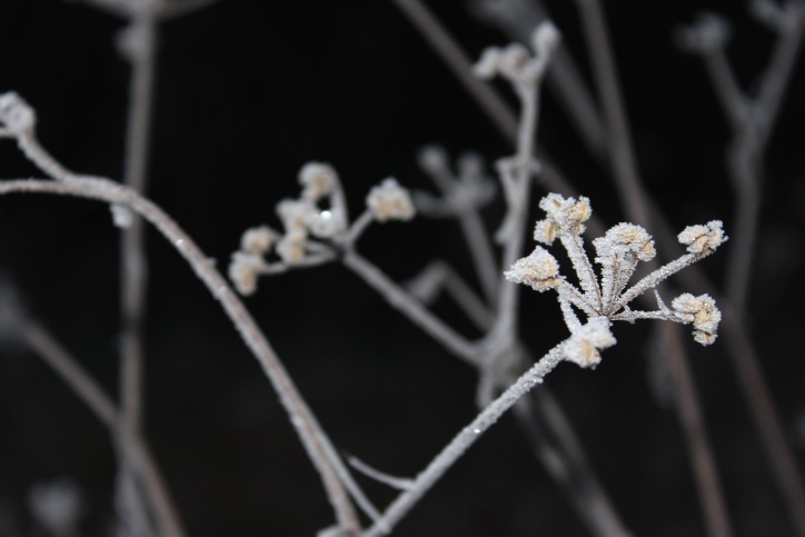 Winter, Blumen, Frost, Pflanze, Schnee, Winter, Zweig