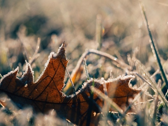 Frost, cỏ, nước đá, lá, tuyết, mùa đông