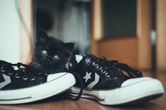gato doméstico, animal doméstico, zapatos, zapatillas de deporte, animal, gato, lindo