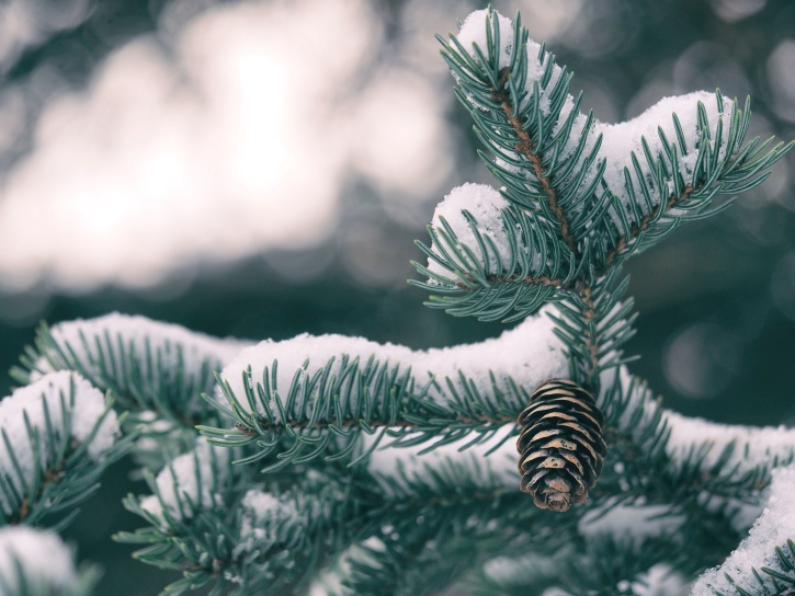 pino, neve, albero di conifere, inverno, legno, fiocco di neve