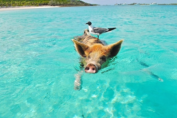 pig, sea, swimming, water, animal, beach, bird