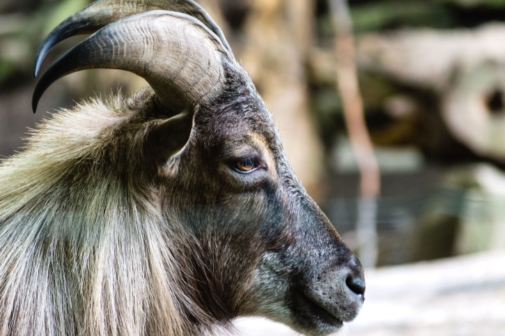 goat, horns, face, animal
