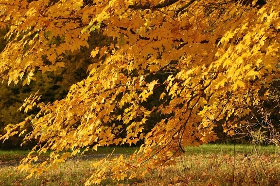 leaves, grass, nature, tree, autumn