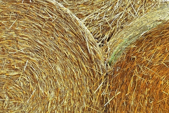 hay, round, bales, straw, agriculture, crops