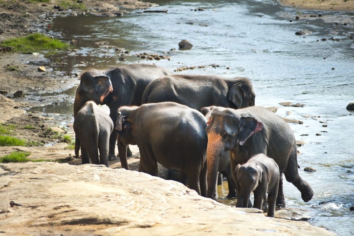 olifant, Afrika, omgeving, familie, kudde, gewervelde dieren