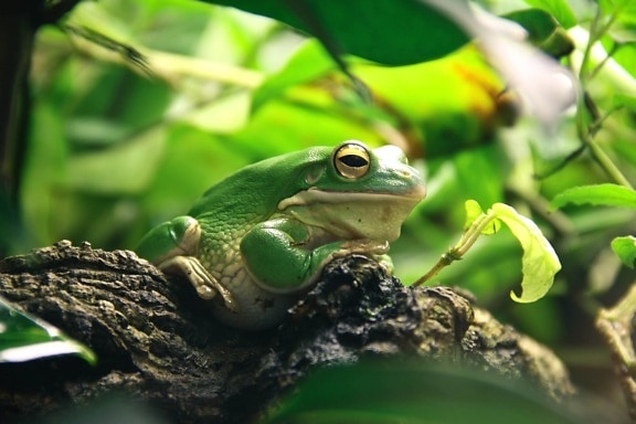 žaba, lišće, priroda, amfibija, životinja