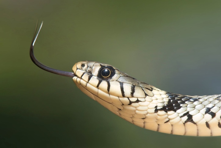 язик макрос рептилій, змія, тварини