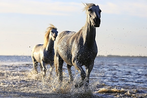 horse, stallion, water, white, wildlife, animal