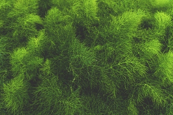 клон, бор, зелени листа, иглолистни дървета