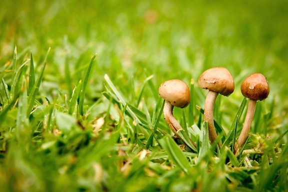 fungus, grass, ground, lawn, mushroom