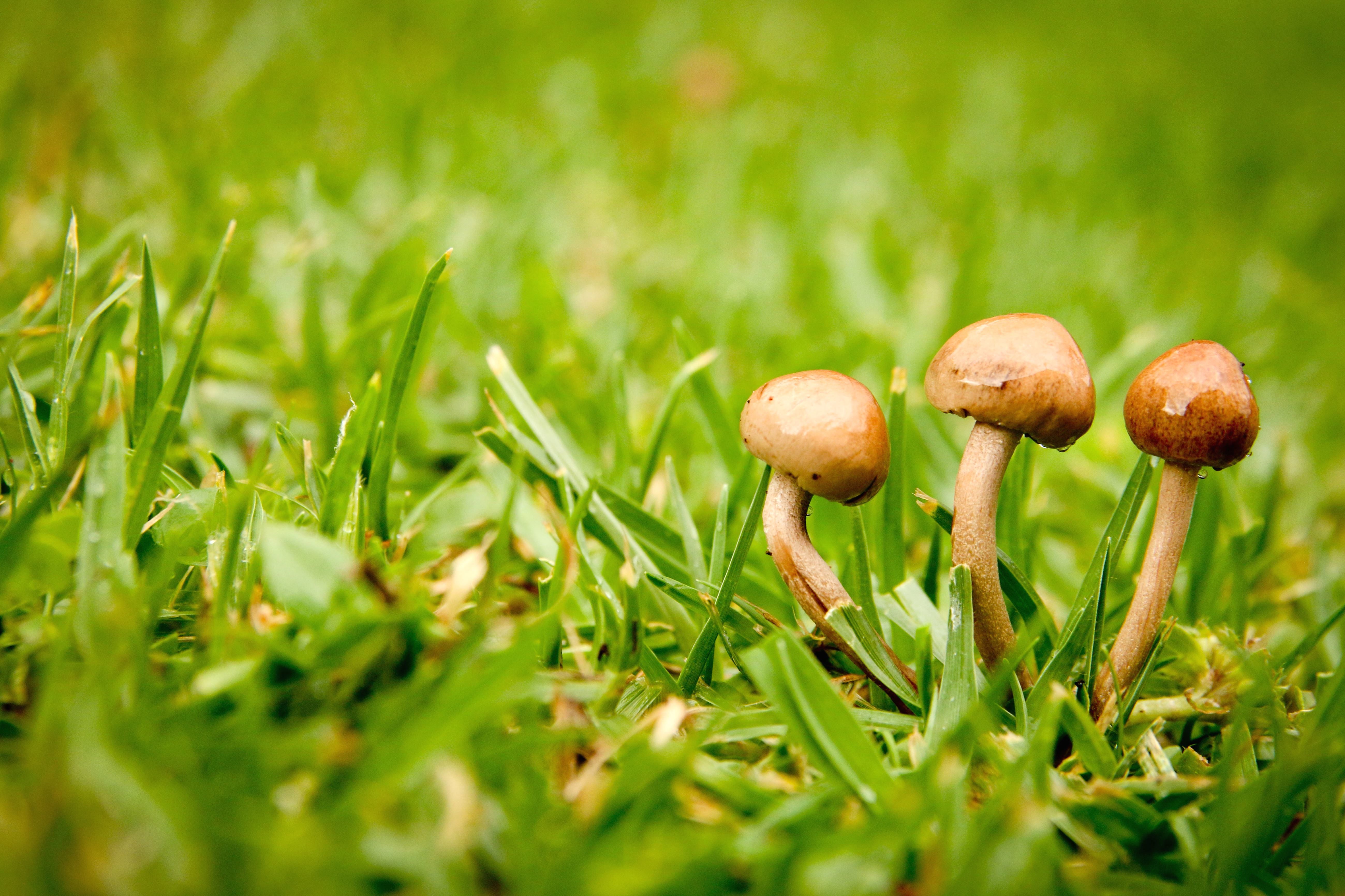 フリー写真画像 菌 草 地面 芝生 キノコ