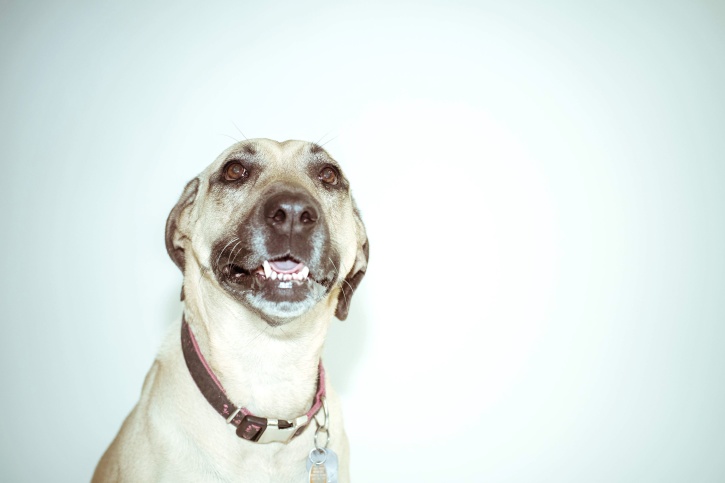 Pet портрет собаки, щеня, чистокровні