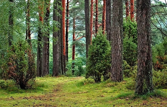 tronc d'arbre, le bois, l'environnement, la nature, la forêt, l'herbe
