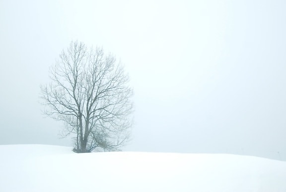 sky, snow, solitary, tree, winter, calm, cold, fog