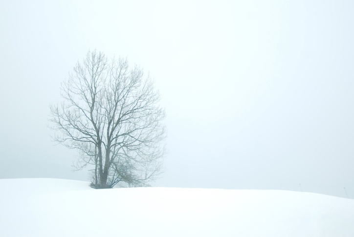 Sky, snö, ensamma, träd, vinter, lugn, kalla, dimma