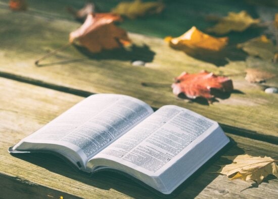 pages, bench, bible, book, dry leaves, knowledge