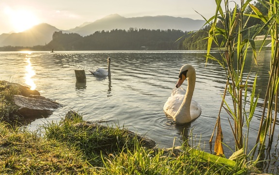 swan, bird, grass, lake, reflection, animal, dawn