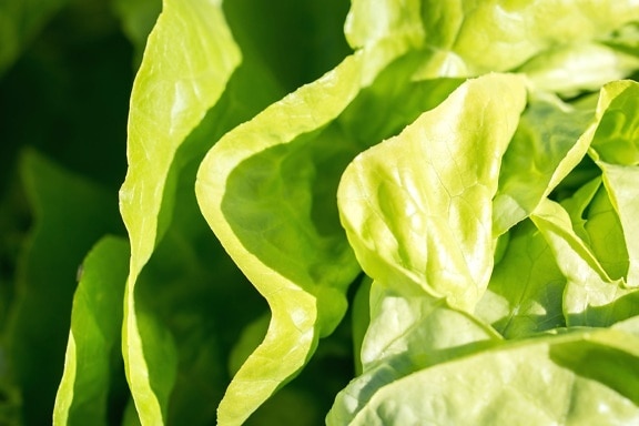 lettuce, plant, vegetables, fresh, green, leaves, agriculture, crops