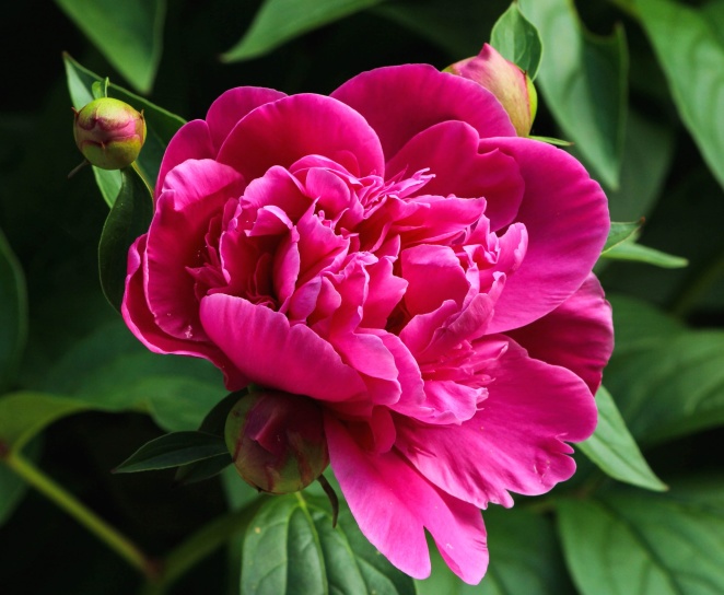 Free Picture Peony Pink Bloom Blossom Flora Petals Flower