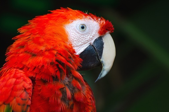 macaw parrot, nature, parrot, animal, bird, exotic