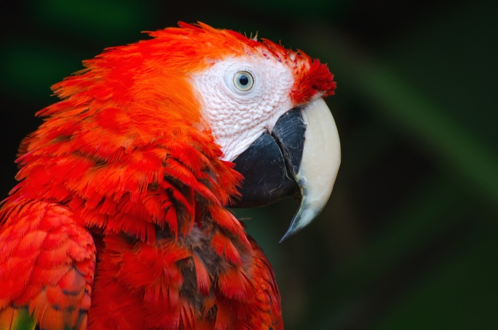 burung beo Macaw, alam, burung beo, hewan, burung, eksotis