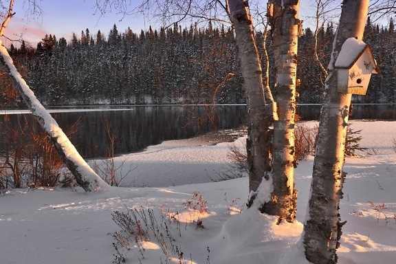 wood, birch, branch, cold, frost, frozen, ice, lake