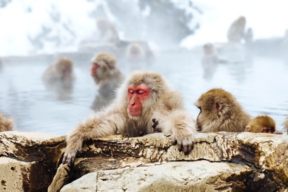 winter, animal, ape, group, little, mammal, monkeys