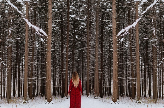 sneh, stromov, vetvy, zmrazenie, zimné, žena, drevo
