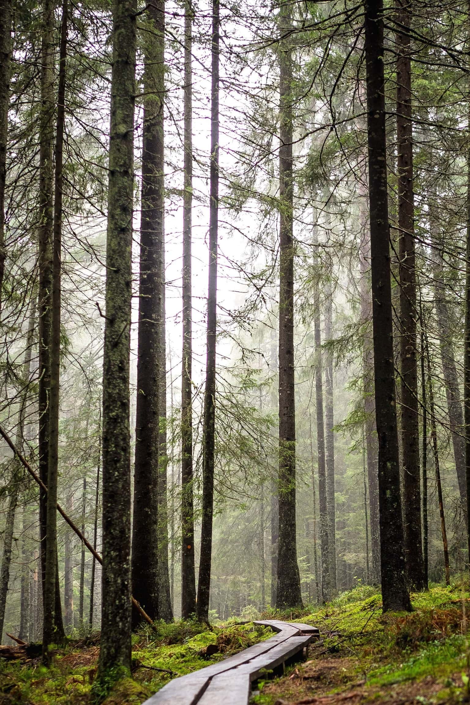 Лес хвойный фото красивые