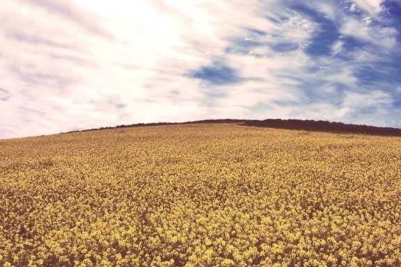 żółty, kwiaty, niebieski, niebo, wsi, upraw, pole uprawne, pola
