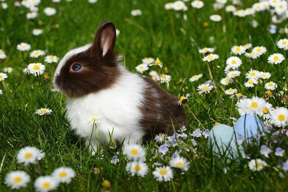 pet, rabbit, animal, chamomile, bunny, field, flowers