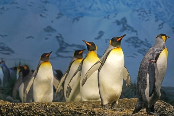pingviner, sjø, snø, vann, fugl, dyreliv, vinter