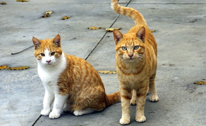 kattene, innenlands cat, dyr, kattunge, feline, labben, kjæledyr, kattunger