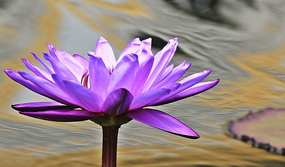 water lily, flower, aquatic plant, lotus, bloom, blooming, blossom, exotic, flora